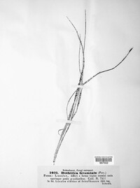 Phyllachora graminis image